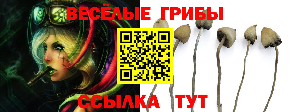 что такое   Псилоцибиновые грибы прущие грибы  Учалы  Вход с VPN  Псилоцибиновые грибы мицелий 
